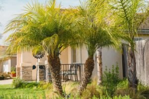 palmier plante pres dune maison ensoleillee