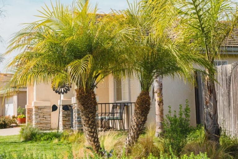 Peut-on Planter un Palmier Près d’une Maison Sans Risques